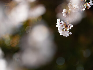 公園の桜