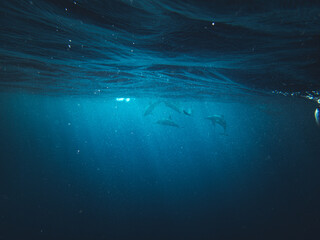 Underwater scene with dolphins