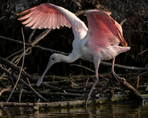 Closeup of a roseate spoonbill perched on a log at a lake