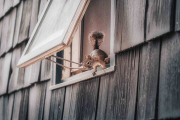 Cute squirrel jumping out of a window © Msnell_photo/Wirestock
