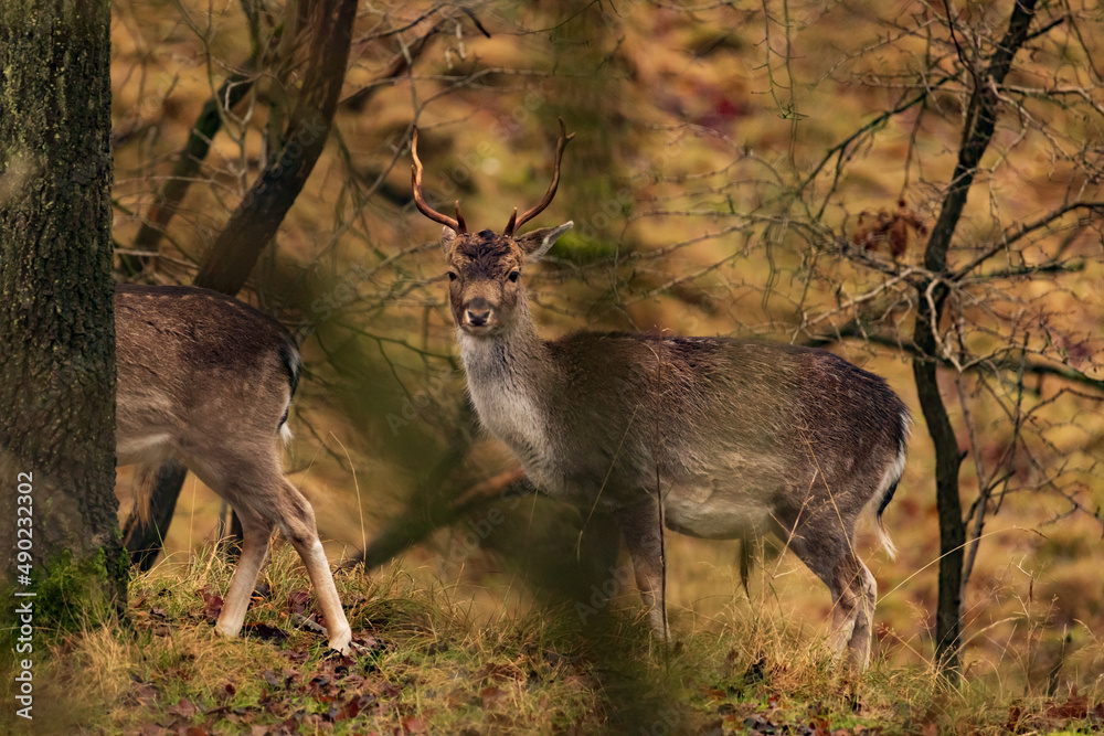 Poster Beautiful shot of two deers with antlers standing in an autumn field with wet leaves and grass