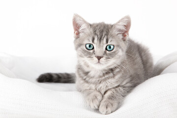 Plakat gray kitten on a gray background close up