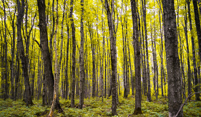 Closeup of a beautiful forest in Munising, Michigan