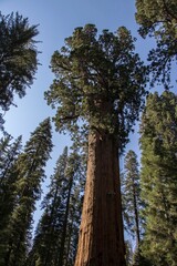 Fototapeta premium A Trip to Sequoia