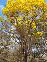 tree in the park