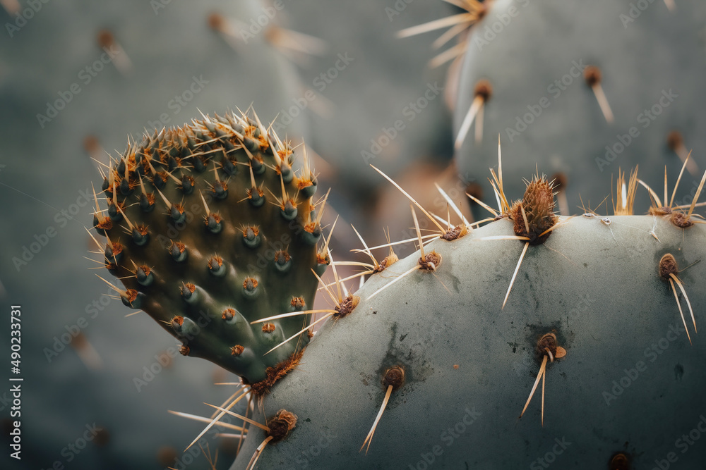 Poster Macro shot of a bunch of cactuses