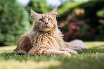 Ginger maine coon cat in a garden - obrazy, fototapety, plakaty