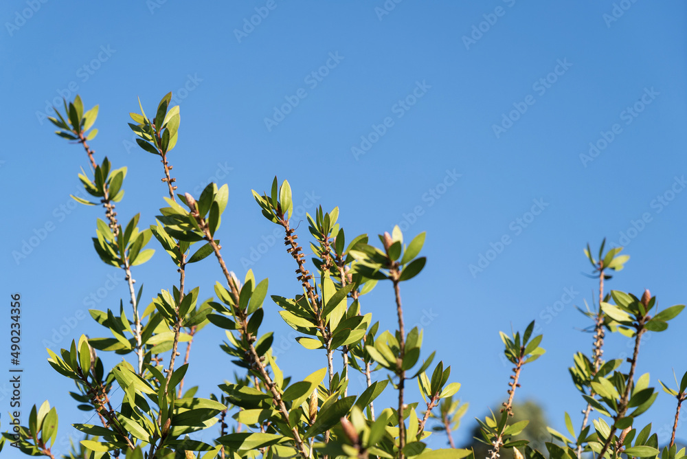 Wall mural photo of the top of a tree and clear blue sky