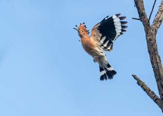 Photo of a flying Hoopoe in the sky with beautiful wings