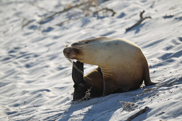 Cute Earless seal on the sand under the sunlight on Kangaroo Island, Australia © Marco Telschow/Wirestock
