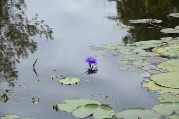 Purple water lily reflected in pond