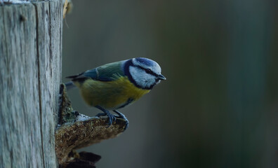 Closeup shot of a Eurasian blue tit bird sitting on an old tree mushroom ready to takeoff