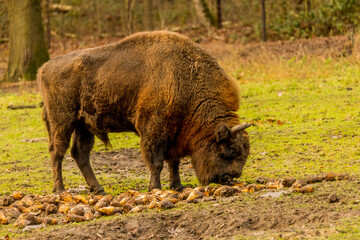 Closeup of Caucasian wisent in the forest