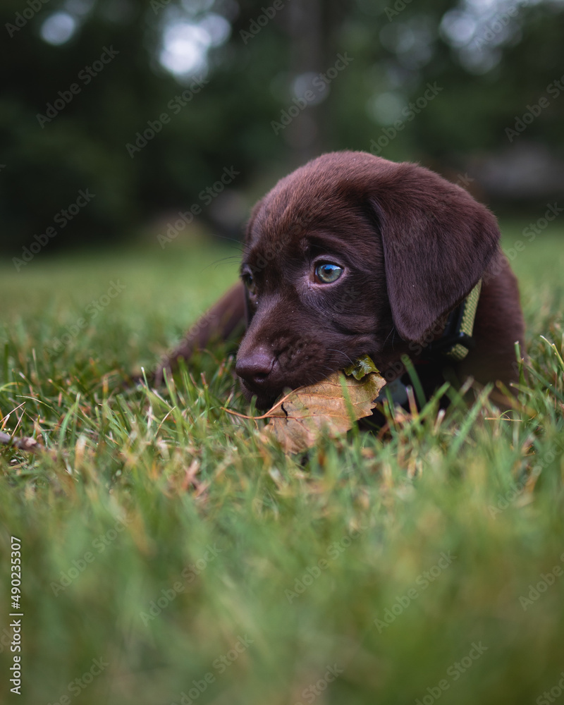 Canvas Prints Shallow focus shot of an adorable puppy playing with a leaf