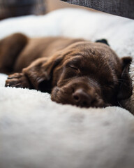 Adorable brown puppy sleeping on a white pillow