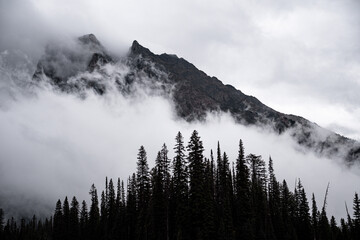 Beautiful view of foggy mountains with trees on the foreground