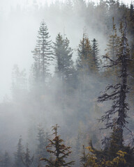 Prachtig landschap van een dennenbos op een mistige ochtend