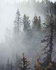 Keuken foto achterwand Grijs Prachtig landschap van een dennenbos op een mistige ochtend