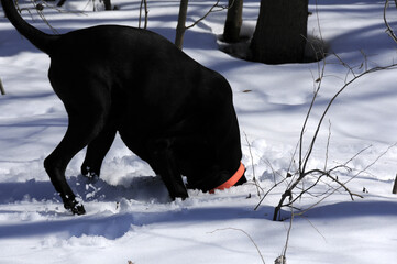 Black dog with it's head buried in the snow as it searches for moles