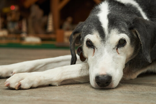Close-up shot of an Aspin lying and looking at the camera
