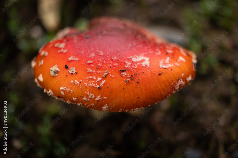 Wall mural Closeup shot of a Fly Agaric mushroom with a blurry soil background