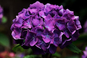 Closeup shot of a beautiful purple flower in a botanical garden