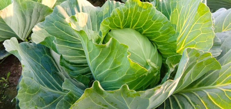 Closeup shot of a cabbage in a field