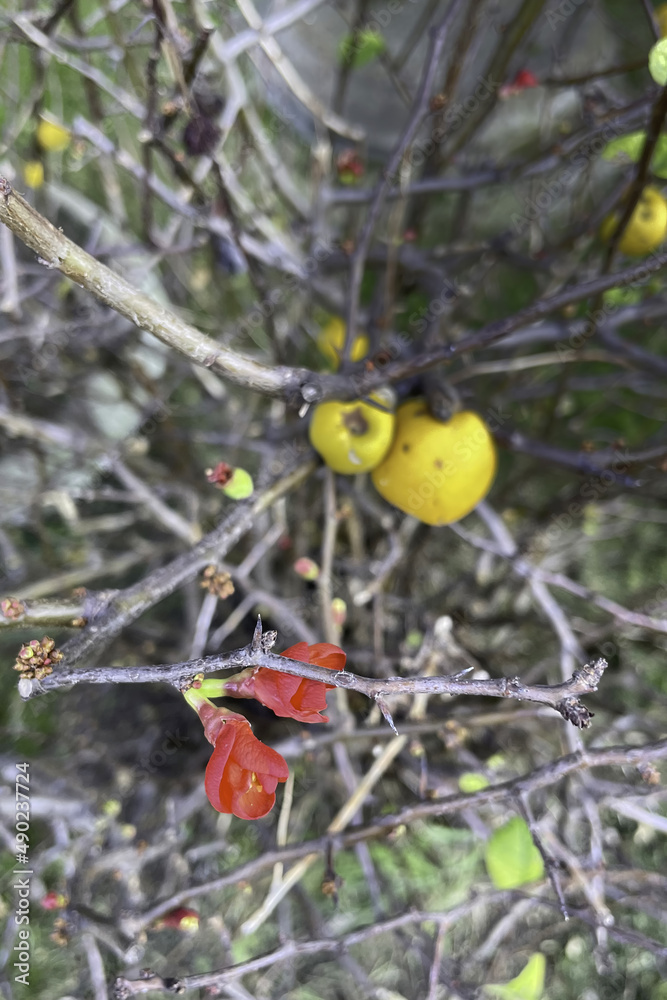 Canvas Prints close up Japanese quince tree and flowers