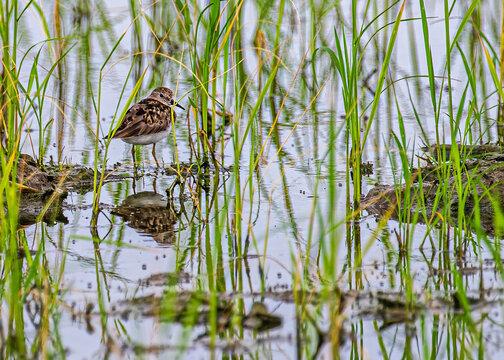 Closeup Of A Common Snipe In A Paddy Field While Resting