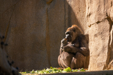 Closeup shot of a gorilla in its natural habitat