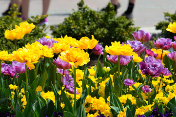Fototapeta premium Flowers