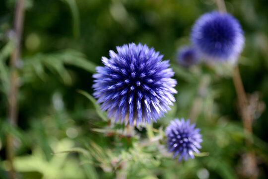 Closeup shot of an echinops plant flower on a blurry background