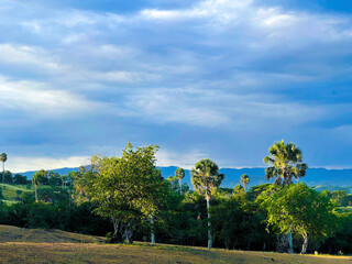 Obraz premium landscape with trees
