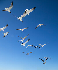 Fototapeta premium Seagulls 