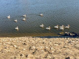 A flock of Pelicans