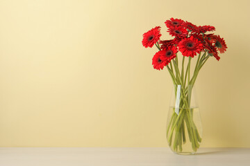Bouquet of beautiful red gerbera flowers glass in vase on white table near beige wall. Space for text