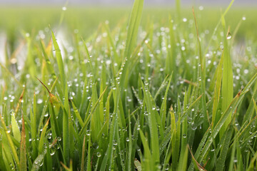 Fototapeta na wymiar Rice seedlings and dew in the morning 