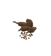 Black cardamon (brown cardamom, Amomum subulatum) on white background