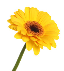 Beautiful yellow gerbera flower isolated on white