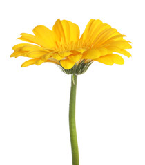 Beautiful yellow gerbera flower isolated on white