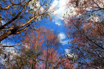 The Pink cherry blossom blooming on the mountain of Thailand.