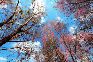 The Pink cherry blossom blooming on the mountain of Thailand.