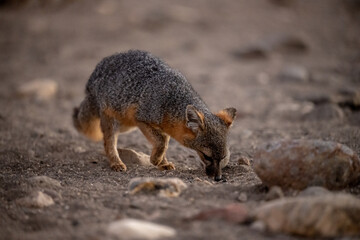Naklejka na ściany i meble Island Fox Digs for Food On Santa Cruz Island