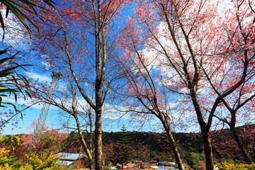 The Pink cherry blossom blooming on the mountain of Thailand.