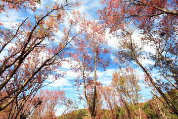 The Pink cherry blossom blooming on the mountain of Thailand.