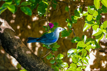 Close up of a Blue-and gray tanager (Thraupis episcopus) perched on a branch in front of a stone wall, framed with green leaves in sun and shadow, Villa de Leyva, Colombia
