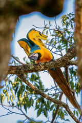 Obraz premium Close up of a Blue- and Yellow macaw, Ara ararauna start flying with upright wings on a tree branch framed by blurred branches and tree leaves in background, Colombia