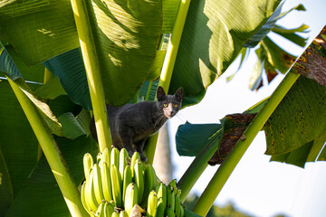 Black-grey, cat, looking, sunny, day, shadow, hiding, banana tree, leaves, bananas, green, long ears, animal, fauna, mammal, ,Manizales, Colombia
