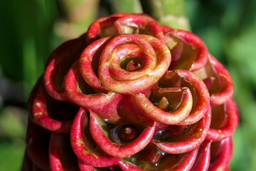 Close up of a beautiful shaped red ginger blossom, Colombia