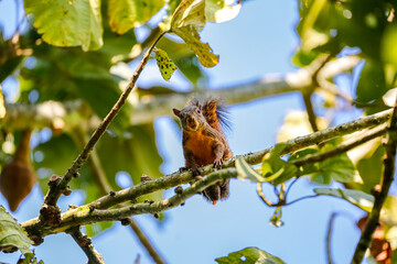 Cute squirrel perched on  branch in a tree, facing camera, against bright blue sky background, Manizales, Colombia